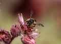 Anthidium manicatum, commonly called the European wool carder bee Royalty Free Stock Photo