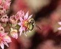 Anthidium manicatum, commonly called the European wool carder bee Royalty Free Stock Photo