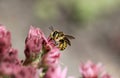 Anthidium manicatum, commonly called the European wool carder bee Royalty Free Stock Photo