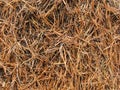 Anthill Royalty Free Stock Photo