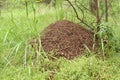 Anthill