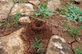 Anthill, ant house