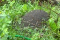 Anthill with argentinian ants , in the garden Royalty Free Stock Photo