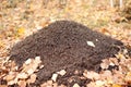 anthill in autumn in the forest among yellow foliage