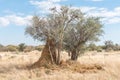 Anthill below a tree between Okahandja and Otjiwarongo Royalty Free Stock Photo