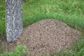 Anthill Royalty Free Stock Photo