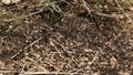 Anthill black ants