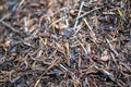Anthill closeup in the forest Royalty Free Stock Photo