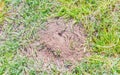 Anthill closeup. Photographed on a sunny day on a park lawn