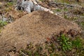 Anthill in Funasdalen Harjedalen Sweden Royalty Free Stock Photo