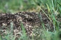 Anthill into the earth among soil and green plants