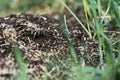 Anthill into the earth among soil and green plants