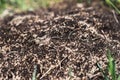 Anthill into the earth among soil and green plants