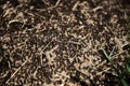 Anthill into the earth among soil and green plants