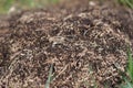 Anthill into the earth among soil and green plants