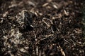 Anthill into the earth among soil and green plants