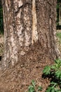 An anthill at the foot of a tree in the forest. Brown ants on the trunk Royalty Free Stock Photo