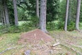 Anthill in a forest, Austria Royalty Free Stock Photo