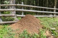 Anthill in a forest, Austria Royalty Free Stock Photo