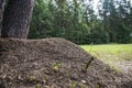 Anthill in forest landscape. Big forest anthill wilderness scene