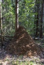 Anthill in the forest. A large ant house at the trunk of a tree Royalty Free Stock Photo