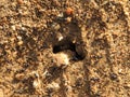 Anthill full of tiny insect ants many workers Royalty Free Stock Photo