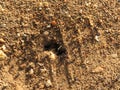 Anthill full of tiny insect ants many workers