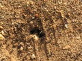 Anthill full of tiny insect ants many workers Royalty Free Stock Photo