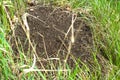 An anthill among the green grass in summer. Close Royalty Free Stock Photo