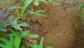 Anthill on ground. All ants are working together. Ants at the entrance to the terminate mound.