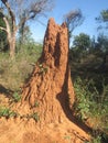 An anthill in a jungle