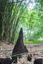 Anthills and bamboos at Waeruwan Garden in PhutthamonthonBuddhist park in Phutthamonthon district,Nakhon Pathom Province of Thail