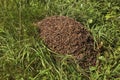 Anthill near Khokhlovka. Perm krai, Russia