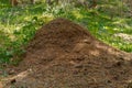 Anthill of Red wood ants Formica rufa in open woodland
