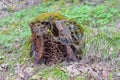 Anthill in a rotten log