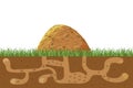 Anthill in section under ground. Termite nests with labyrinths. House forest insects. Royalty Free Stock Photo