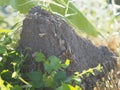 Closeup anthill soil termite white ant nature