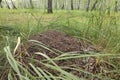 An anthill in the summer forest. insect life Royalty Free Stock Photo