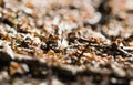 Forest anthill and working ants Royalty Free Stock Photo