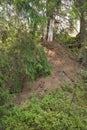 Anthill on tree in forest with needles and natural architecture Royalty Free Stock Photo