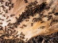 Anthill in the tree Royalty Free Stock Photo
