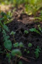 Anthill in wet forest ground with green leaves in the shadow after rain Royalty Free Stock Photo