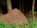 Anthill of wood ants in forest