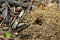 Anthill among the wood chips Royalty Free Stock Photo