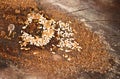 Anthill of yellow meadow ant. Ants with a lot of big eggs