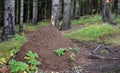 The anthills of forest ants in the woods by the road behind the graveyard granite wall used the stump of a tree to create a hill a Royalty Free Stock Photo