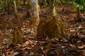 Anthills in the forest