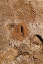 Anthills in sandy soil in the park, Top view. Ants nest, Anthill. ant colony.