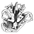 Anthoceros fusiformis vintage illustration