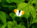 Anthocharis cardamines butterfly on a green leaf of a plant. Royalty Free Stock Photo